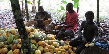 Côte d’Ivoire : le travail des enfants dans les cacaoyères, une fatalité ?