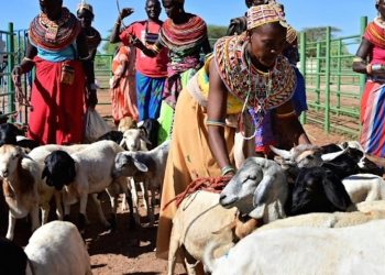 Kenya : les OGM peuvent-ils sauver les éleveurs de bétail ?