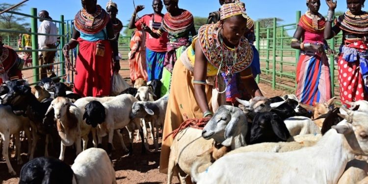 Kenya : les OGM peuvent-ils sauver les éleveurs de bétail ?