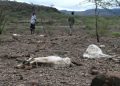 Sécheresse Corne de l'Afrique