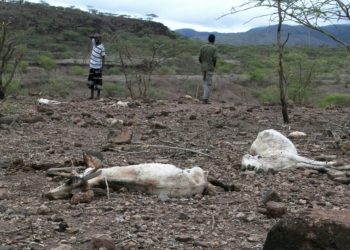 Sécheresse Corne de l'Afrique