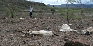 Sécheresse Corne de l'Afrique