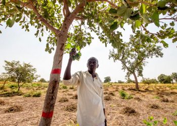 Dans le bassin arachidier du Sénégal, l’agroforesterie tente de retrouver sa place