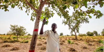 Dans le bassin arachidier du Sénégal, l’agroforesterie tente de retrouver sa place