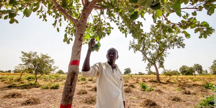 Dans le bassin arachidier du Sénégal, l’agroforesterie tente de retrouver sa place