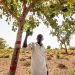 Dans le bassin arachidier du Sénégal, l’agroforesterie tente de retrouver sa place