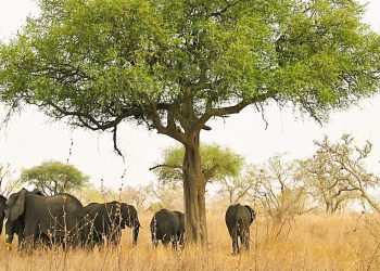 Les aires protégées, instrument d’un « colonialisme vert » en Afrique ?