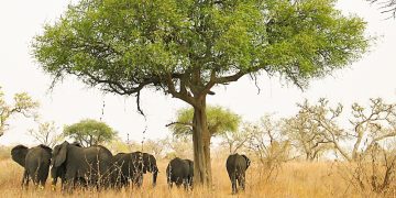 Les aires protégées, instrument d’un « colonialisme vert » en Afrique ?