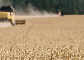 L’Inde, la solution à la pénurie de céréales en Afrique ?