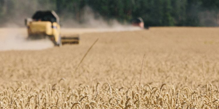 L’Inde, la solution à la pénurie de céréales en Afrique ?