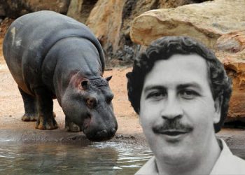Hippopotames Pablo Escobar
