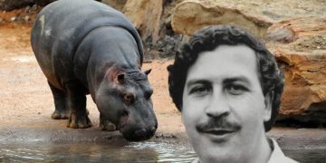 Hippopotames Pablo Escobar