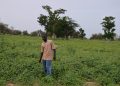 Le niébé, une alternative pour la souveraineté alimentaire des pays d’Afrique subsaharienne ?