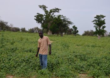 Le niébé, une alternative pour la souveraineté alimentaire des pays d’Afrique subsaharienne ?