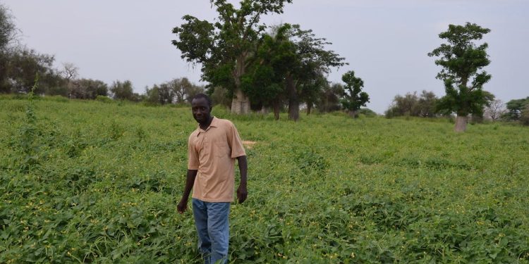 Le niébé, une alternative pour la souveraineté alimentaire des pays d’Afrique subsaharienne ?