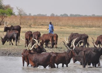 La taille des aires protégées, un critère déterminant