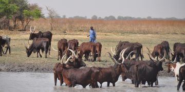 La taille des aires protégées, un critère déterminant