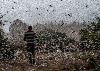 Les réglementations commerciales, un levier de croissance durable dans le Sud