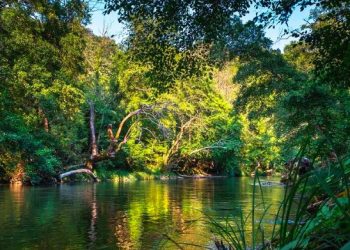 Et si le Gabon s’inspirait de la recherche verte à Hong-Kong pour valoriser les déchets du bois ?