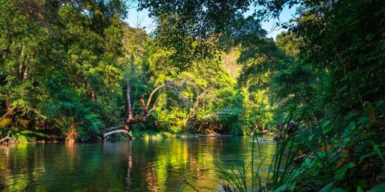 Et si le Gabon s’inspirait de la recherche verte à Hong-Kong pour valoriser les déchets du bois ?