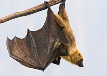 L’Afrique doit se préparer à affronter la maladie à virus Marburg