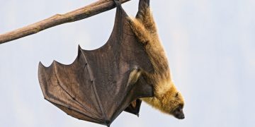 L’Afrique doit se préparer à affronter la maladie à virus Marburg