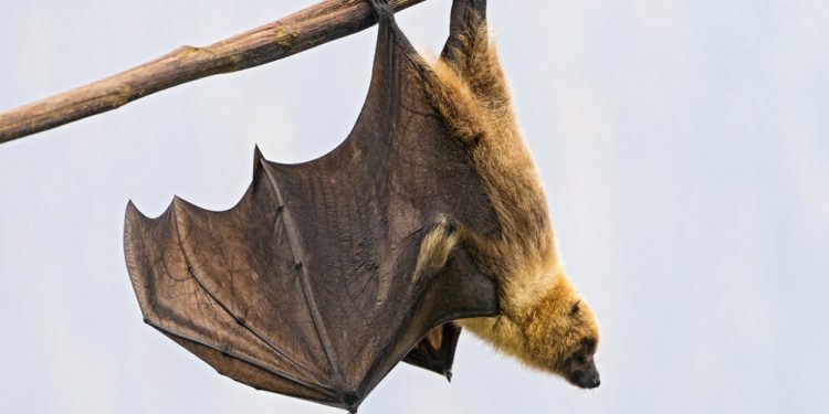 L’Afrique doit se préparer à affronter la maladie à virus Marburg