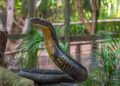 Morsures de serpents : la pénurie d’antivenins discrédite les hôpitaux