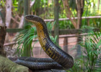 Morsures de serpents : la pénurie d’antivenins discrédite les hôpitaux