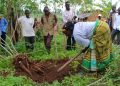 Vers de nouvelles variétés de manioc plus résistantes ?