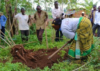 Vers de nouvelles variétés de manioc plus résistantes ?