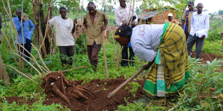Vers de nouvelles variétés de manioc plus résistantes ?