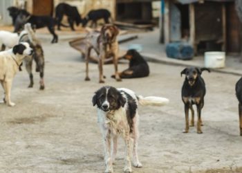En Afrique du Nord, l’insoluble problème des chiens errants