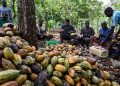 Lutte contre la « déforestation importée » en Europe : quelles conséquences pour les Africains ?