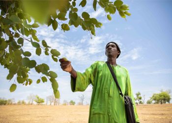 Au Sénégal, mobilisation pour protéger le plus grand gisement forestier du pays