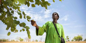Au Sénégal, mobilisation pour protéger le plus grand gisement forestier du pays