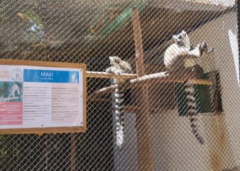 Madagascar : une épidémie de tuberculose endeuille le parc d’Antananarivo