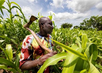 Au Burkina Faso, un laboratoire à ciel ouvert pour la transition agroécologique