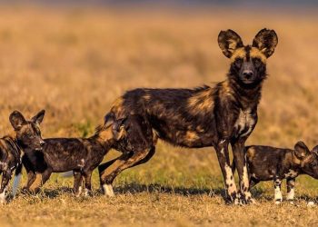 Comment le changement climatique met en danger la survie des chiens sauvages d’Afrique