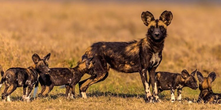 Comment le changement climatique met en danger la survie des chiens sauvages d’Afrique