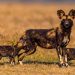 Comment le changement climatique met en danger la survie des chiens sauvages d’Afrique