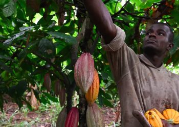 Pour l’Afrique centrale, la menace du « zéro déforestation » en Europe