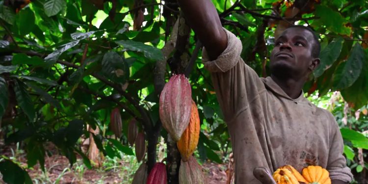 Pour l’Afrique centrale, la menace du « zéro déforestation » en Europe