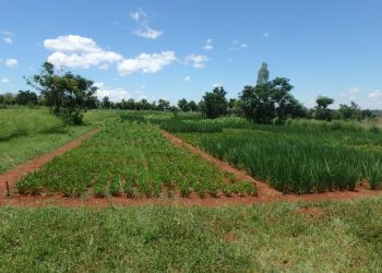 Sécurité alimentaire en Afrique : cultiver des légumineuses pour utiliser moins d’engrais minéraux ?