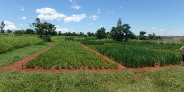 Sécurité alimentaire en Afrique : cultiver des légumineuses pour utiliser moins d’engrais minéraux ?