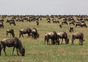 Les grands mammifères ont façonné l’évolution de l’homme : voici pourquoi cela s’est passé en Afrique