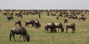 Les grands mammifères ont façonné l’évolution de l’homme : voici pourquoi cela s’est passé en Afrique