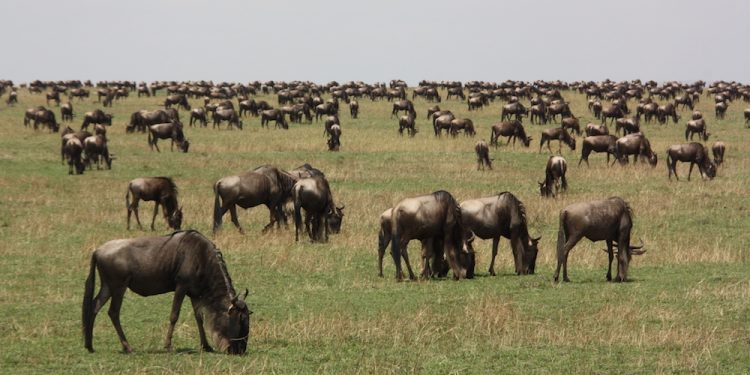 Les grands mammifères ont façonné l’évolution de l’homme : voici pourquoi cela s’est passé en Afrique