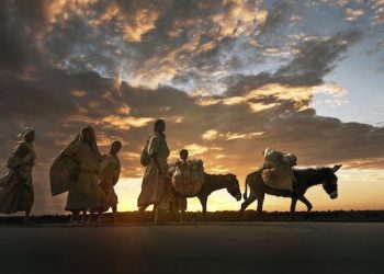 La demande de la Chine pour les ânes d’Afrique augmente : pourquoi il faut contrôler ce commerce