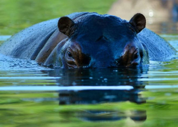 Au Sénégal, l’hippopotame est-il voué à disparaître ?